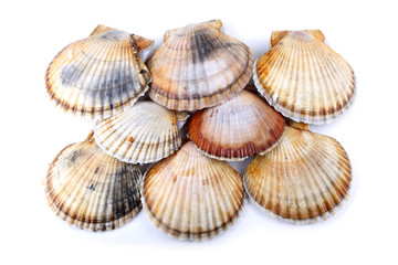 Scallops isolated on white