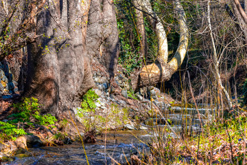 Small river in the woods