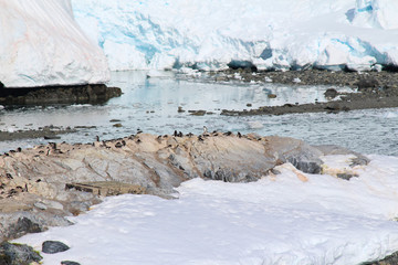 Penguins colony at Chilean González Videla Antarctic Base in  Paradise Bay on the Danco Coast, Antarctica