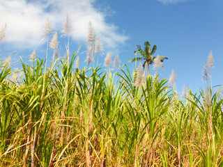 Sugar Cane field