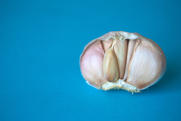 Half of garlic bulb isolated on bright blue background. Close up of seasonal vegetable. Fresh organic healthy food. Spicy culinary ingredient. Harvesting background