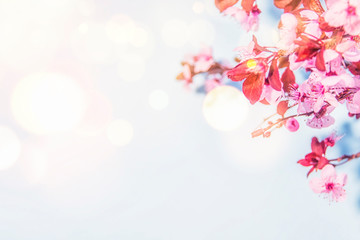 Obraz na płótnie Canvas Spring blossom background.