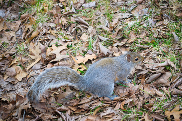 Squirrel in Central Park, New York, USA