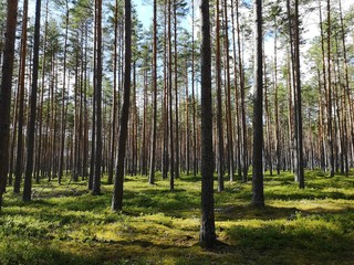 Obraz premium forest in summer, Latvia 