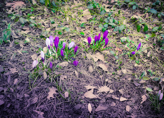Crocuses in Central Park, New York, USA