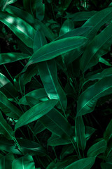 green leaf on black background