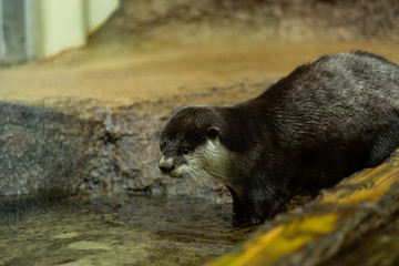 カワウソ