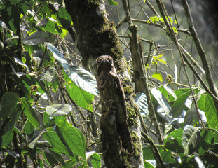 bird