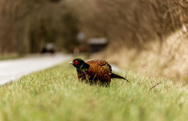 Common Pheasant (Phasianus colchicus) male bird Texel island in the Netherlands
