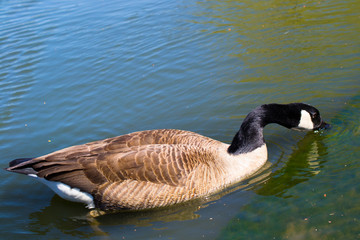 Canada Goose - Branta canadensis. Central Park, Manhattan, New York City, USA
