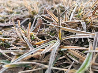 Ice crystals on green grass close up. Nature background.