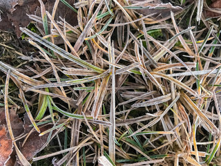 Ice crystals on green grass close up. Nature background.