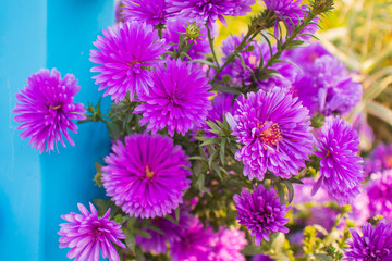 Purple aster(New York aster) flowers in the garden.