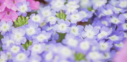 Beautiful flowers blooming in garden