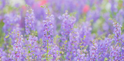 Beautiful flowers blooming in garden