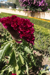 cockscomb flower close