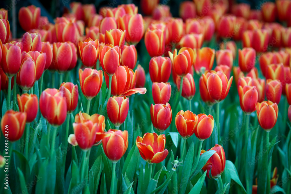 Wall mural beautiful tulip flowers with blured background in the garden. orange tulip flowers. selective focus.