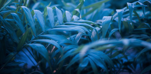 green leafs dark nature background