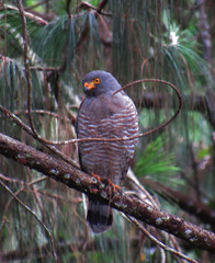 bird