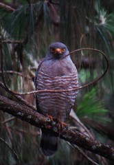 bird