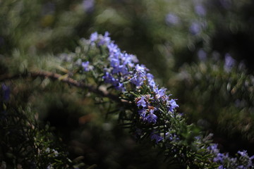 Obraz premium bee on flower