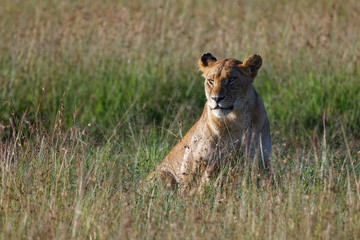 Löwin in der Masai Mara