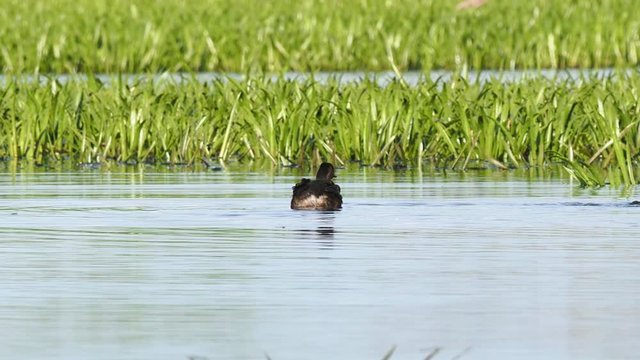 The black-necked grebe (Podiceps nigricollis). A family of black-necked grebes in a typical ecosystem of habitat.