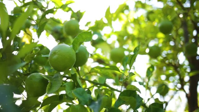 Closeup view video of green branches of citrus trees growing in garden outdoor.