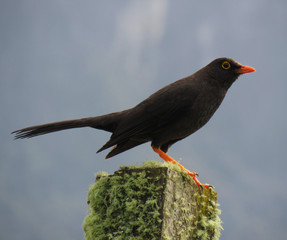 bird