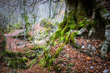 Mossy tree near creek of Urederra River