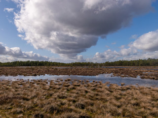 View of a peat bog lake on a sunny day