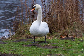swan and cygnets
