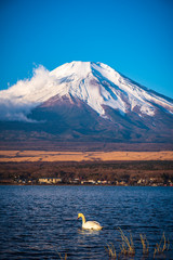 Fujisan or Fuji mountain in sunrise light with white swan at lake Yamanaka, Yamanashi prefecture...