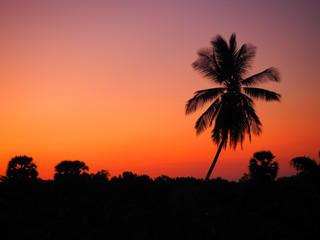 Obraz na płótnie Canvas Silhouette of coconut tree and bush with orange-yellow sky after sunset