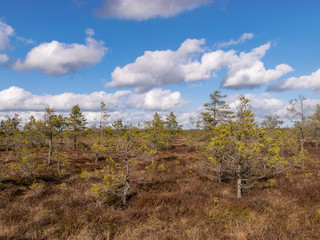 bog landscape with foreground of old grass