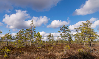 bog landscape with foreground of old grass