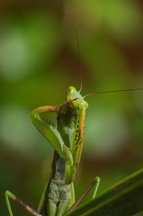  praying mantis face