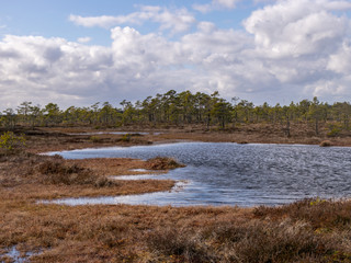 View of the peat bog lake on a sunny day,