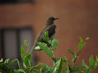bird
