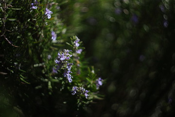flowers on green background