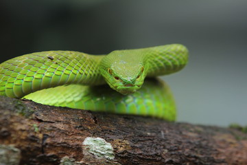 Green Viper Trimeresurus insularis is a venomous pit viper subspecies found in Indonesia and East...