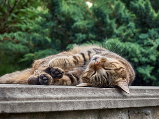 Cute cat sleeping in the park.