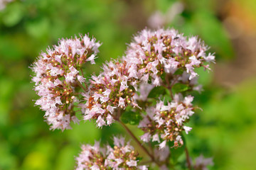 Echter Dost auch Oregano genannt	