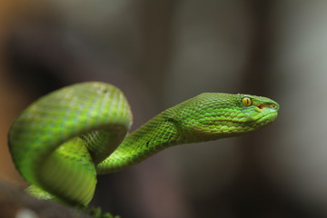 Green Viper Trimeresurus insularis is a venomous pit viper subspecies found in Indonesia and East...