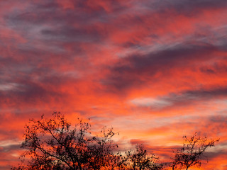 Obraz premium zachód słońca w lesie