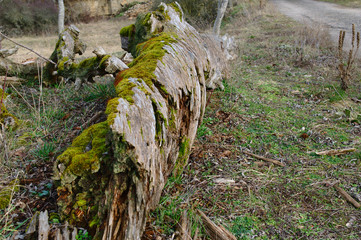 Alter Baumstumpf mit Moos - Sturmschaden III