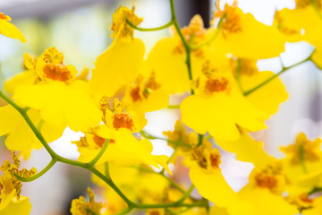 Beautiful orchard flowers blooming. Spring flowers in blossom