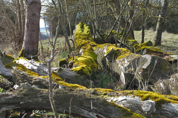 Steine mit Moosbewuchs, altes Holz