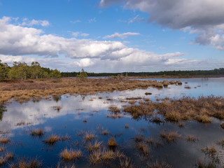 View of a peat bog lake on a sunny day