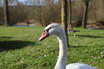 Ein Schwan